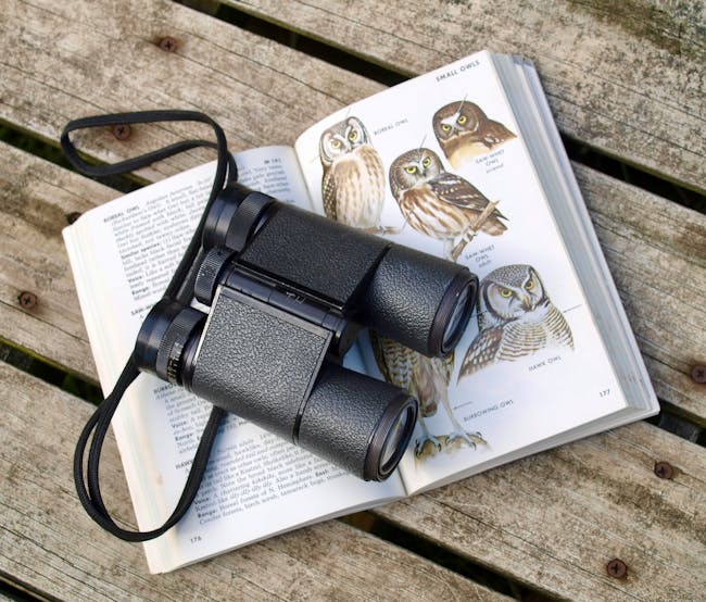 birdwatching