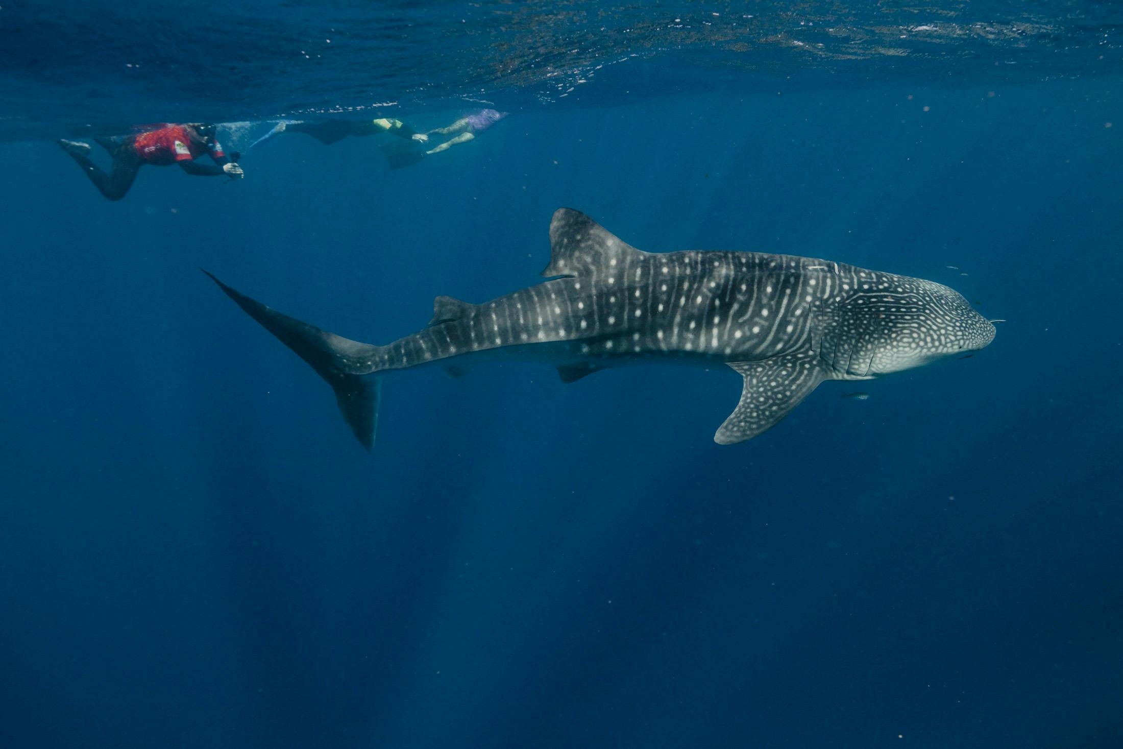 ningaloo blue