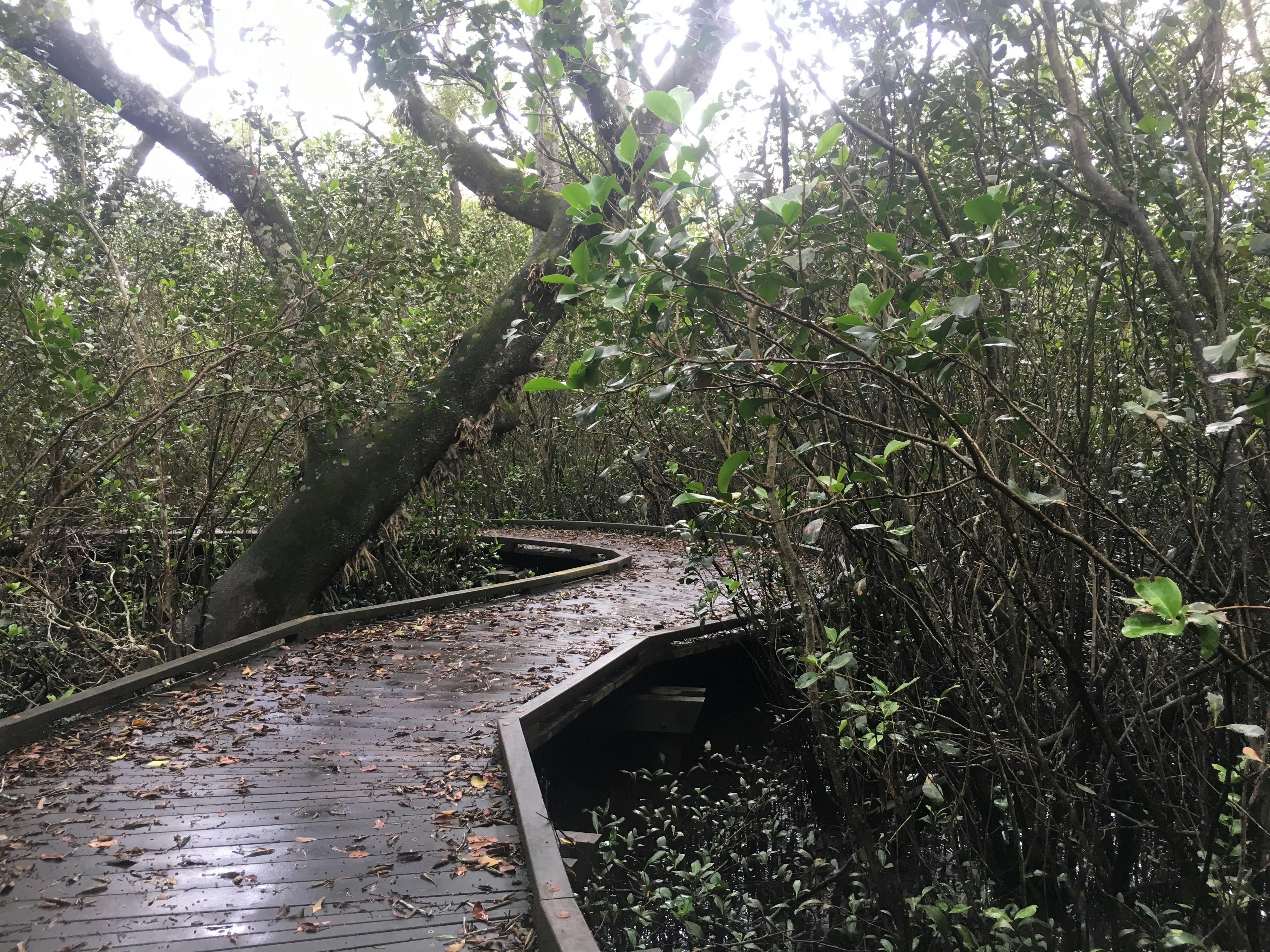 Carole Green Walkway - John Oxley Reserve