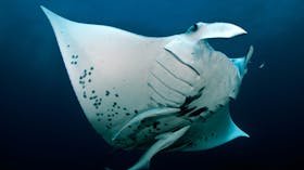 Blue Bay Divers