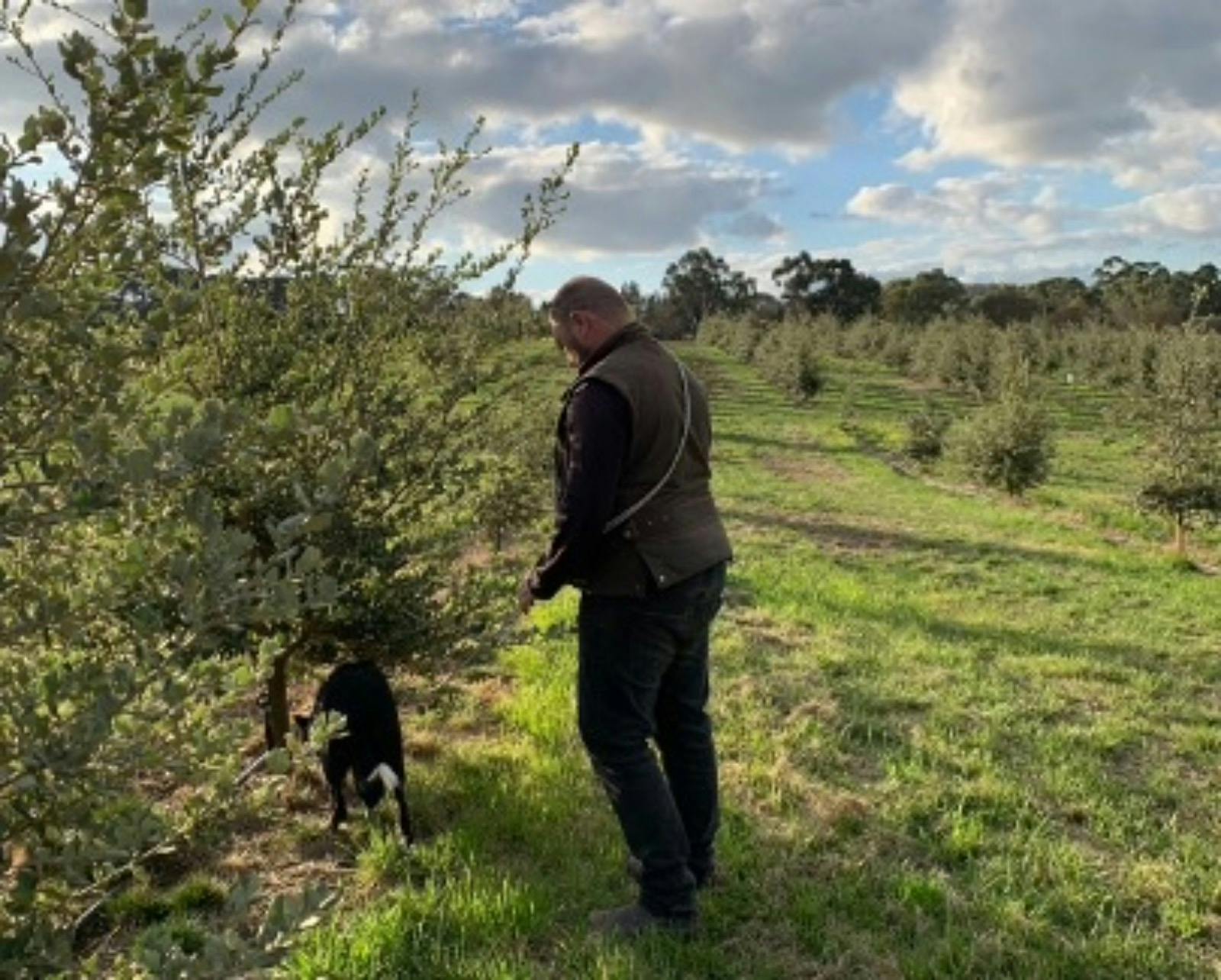 Truffle farmer with truffle dog hunting for truffles under French holly oak trees
