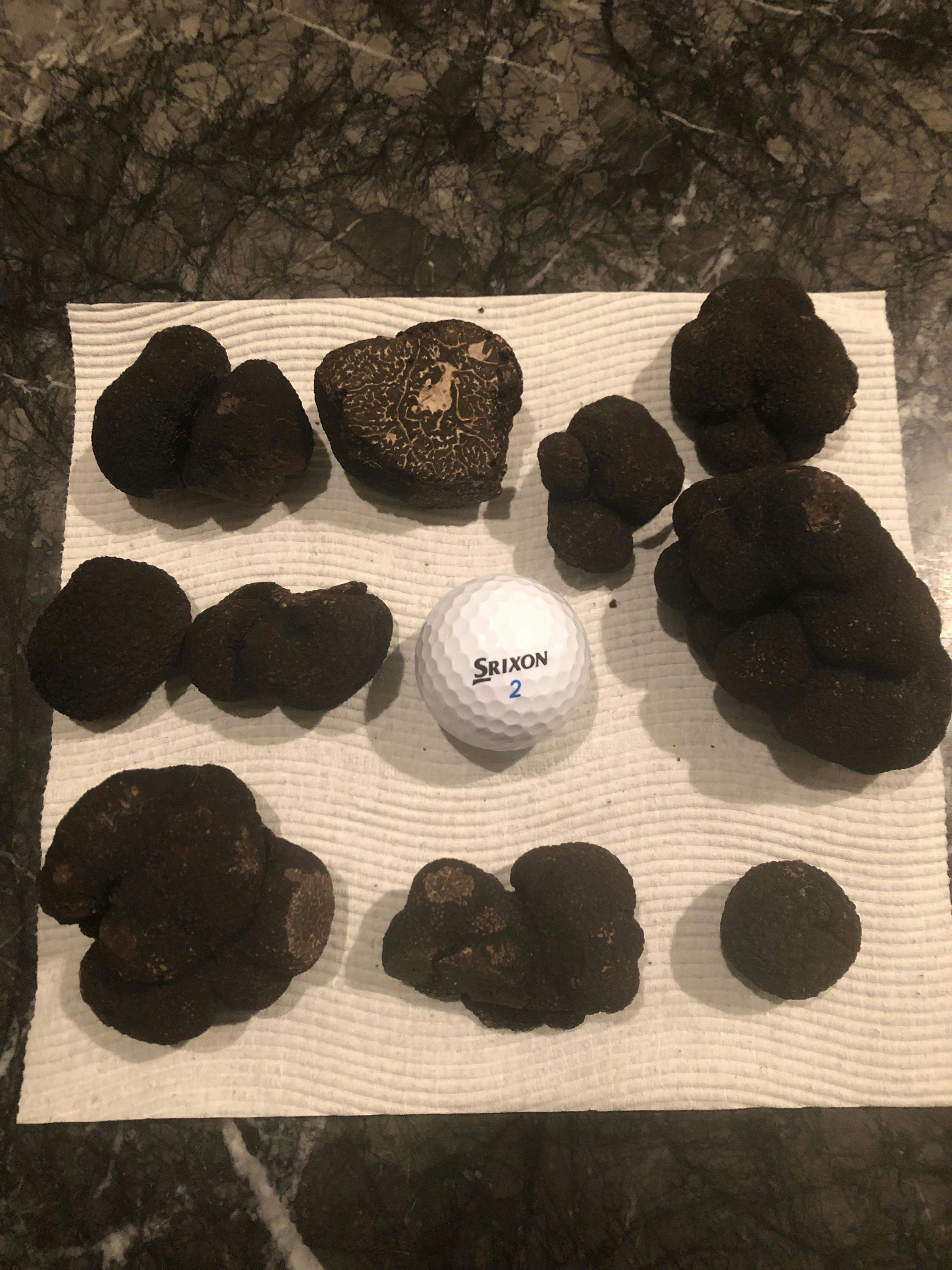 Mornings truffle hunt bounty compared in size to a golf ball