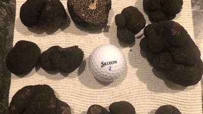 Mornings truffle hunt bounty compared in size to a golf ball