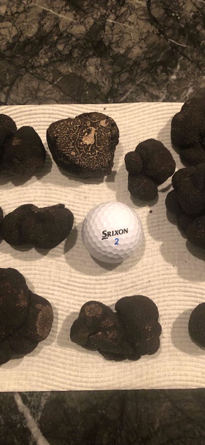 Mornings truffle hunt bounty compared in size to a golf ball