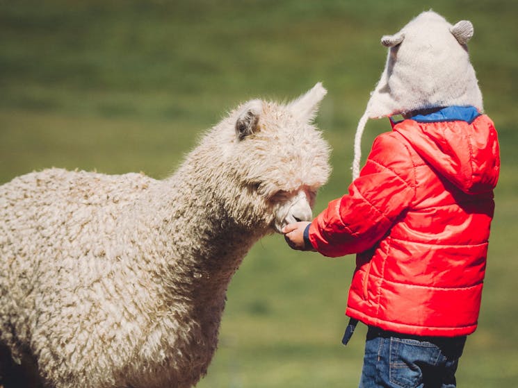 Feeding Alpacas