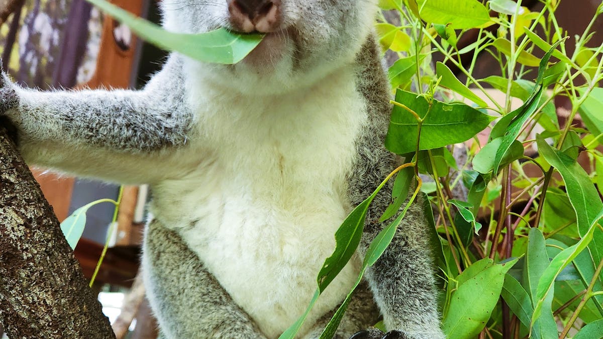 Koala eating a gum leaf.