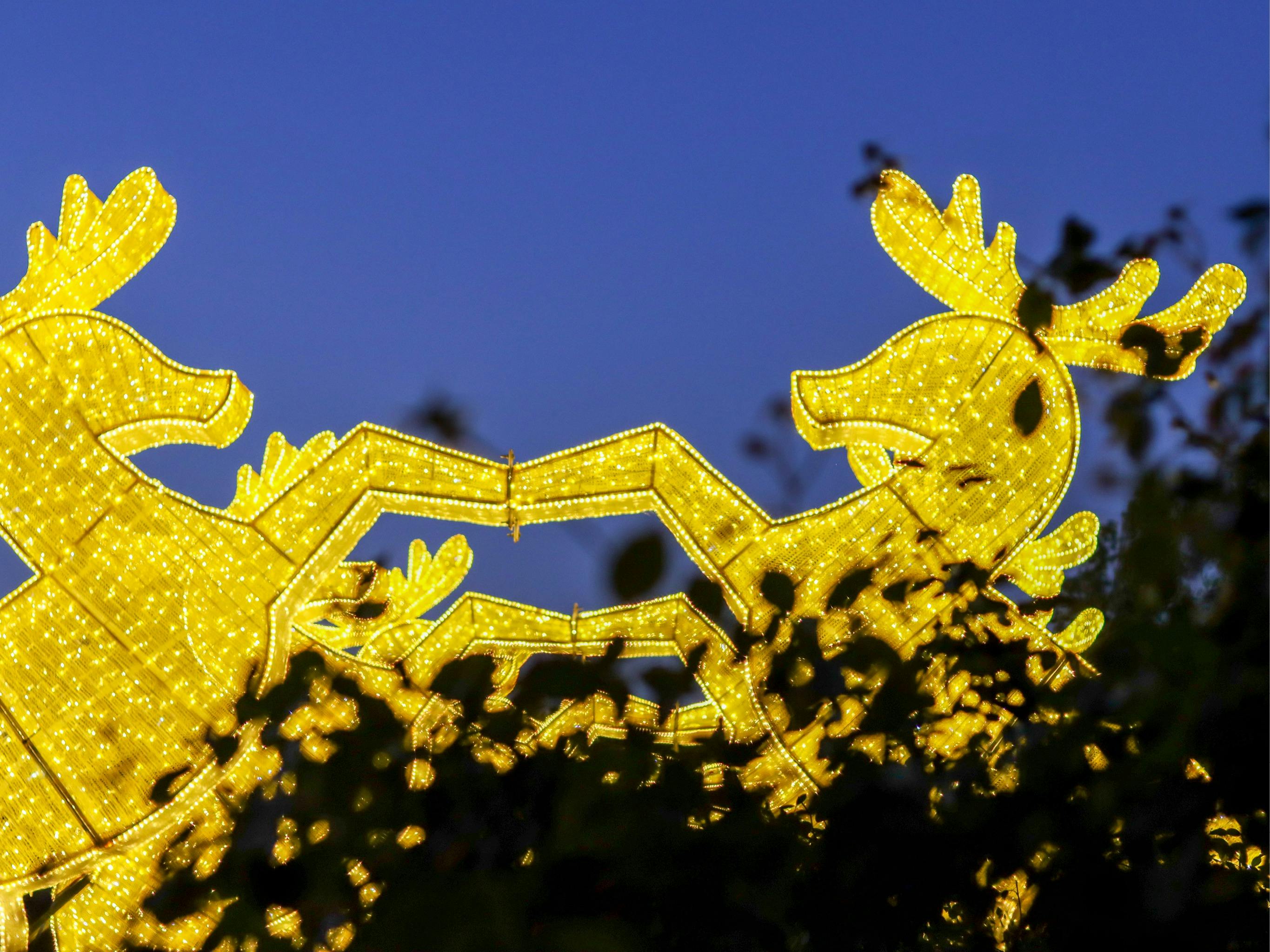 Christmas Lights Spectacular