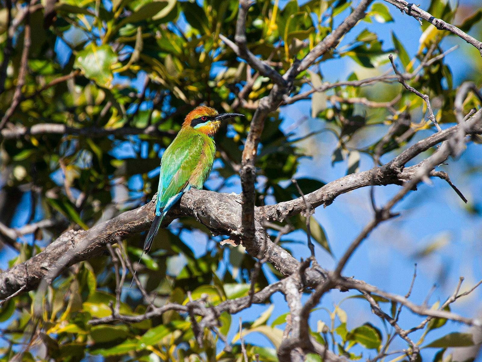 Kangaroos, Mangroves and Ocean Tour