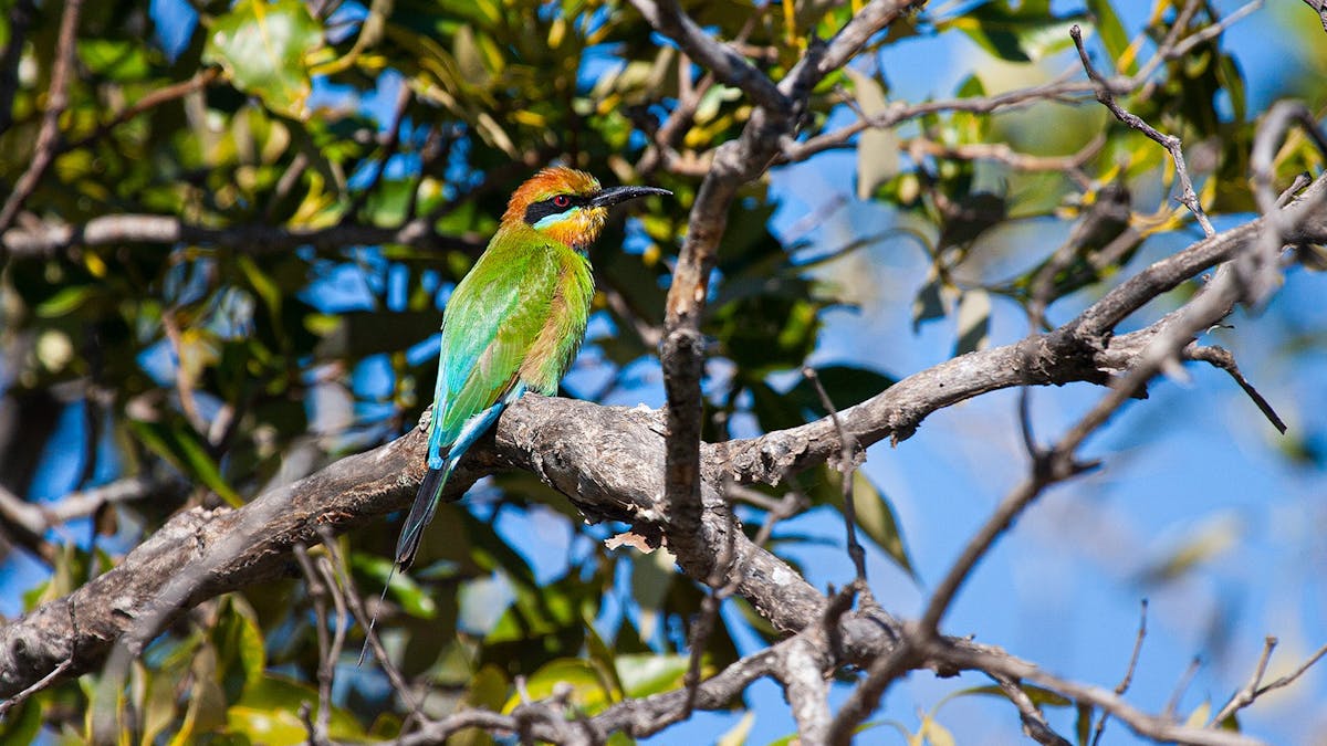 Kangaroos, Mangroves and Ocean private tour with  tour guide Anita from Brisbane Nature Tours