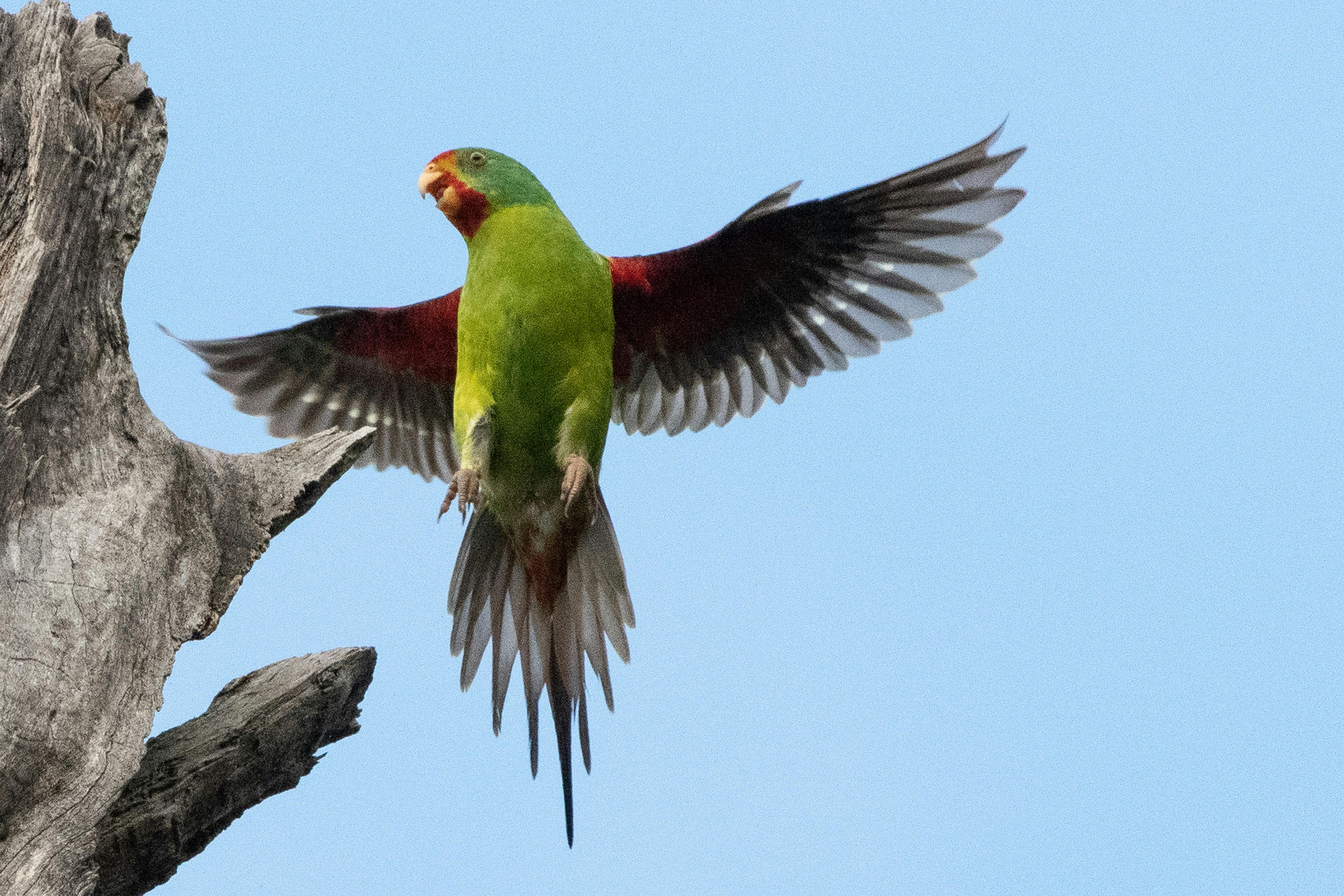 A regular visitor to Chiltern in Autumn/Winter
