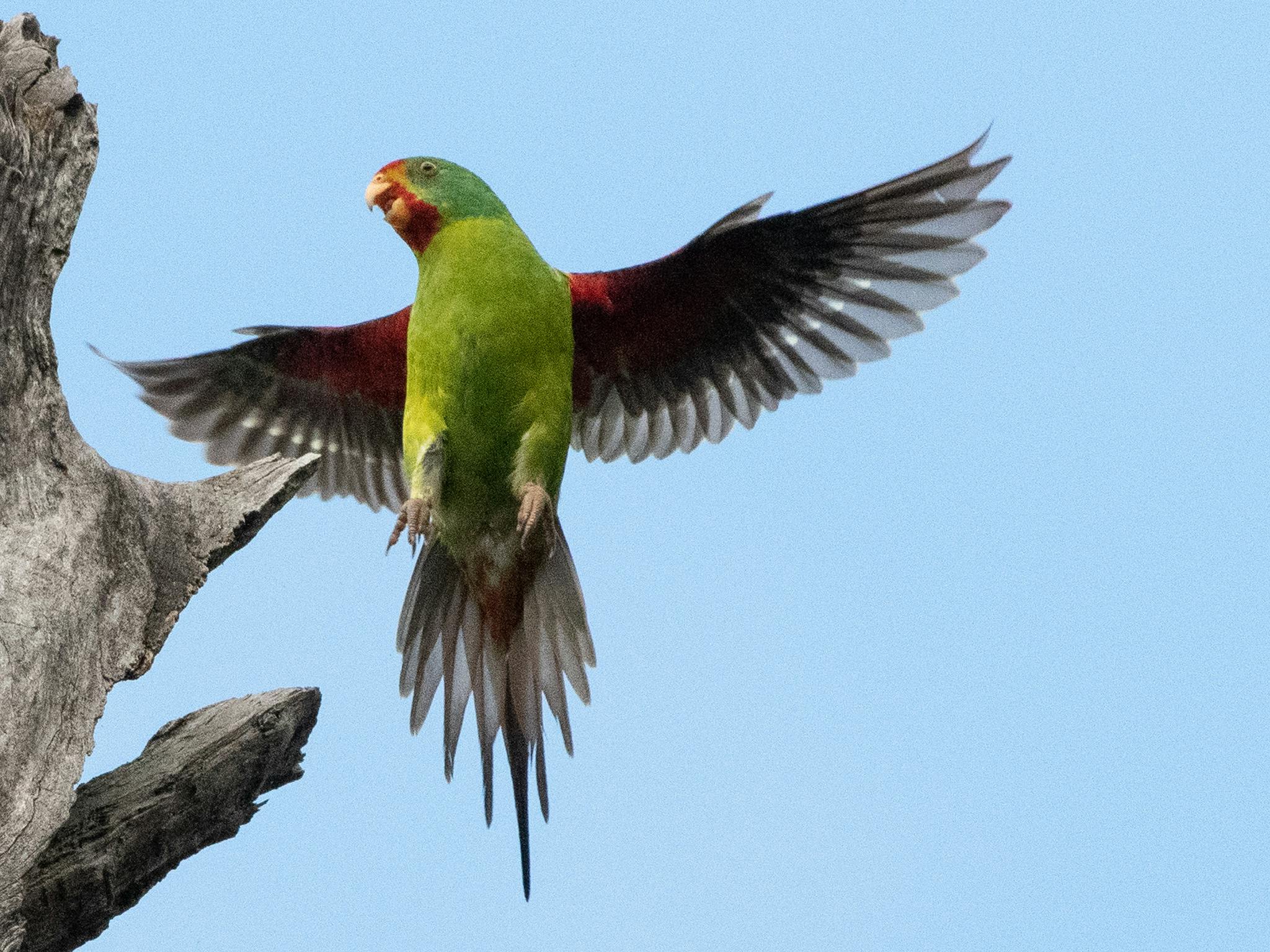 A regular visitor to Chiltern in Autumn/Winter