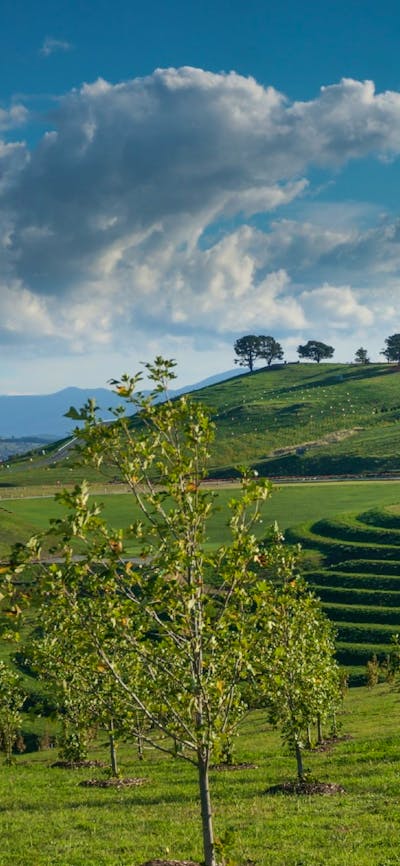 National Arboretum, Canberra ACT
