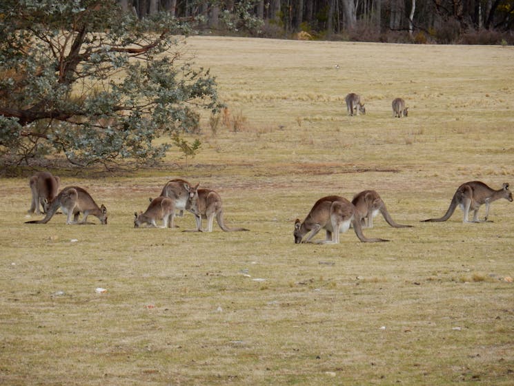 kangaroos feeding