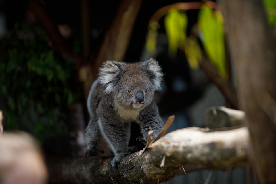 Wings Wildlife Park photo