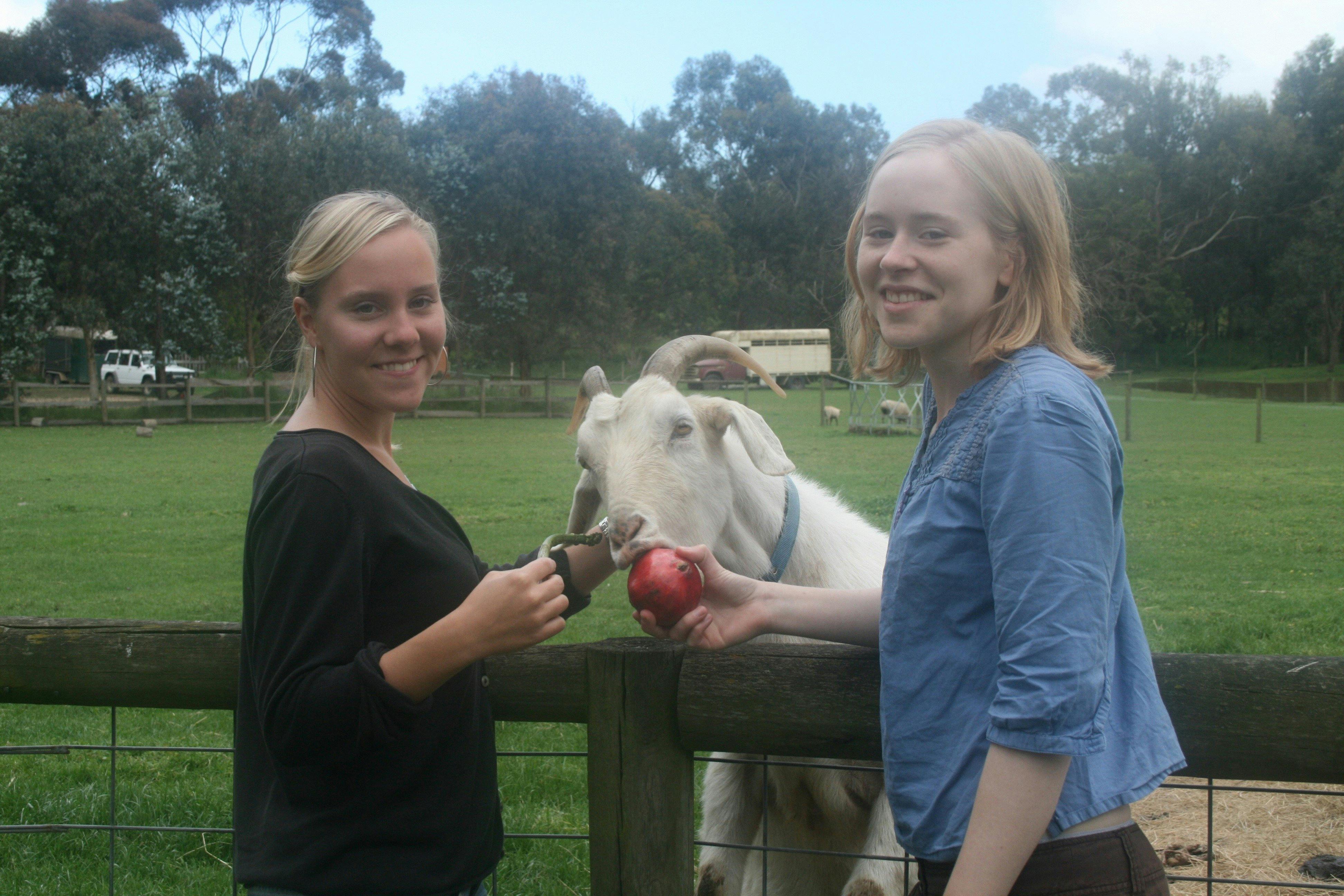 Rain Hayne and Shine Farmyard