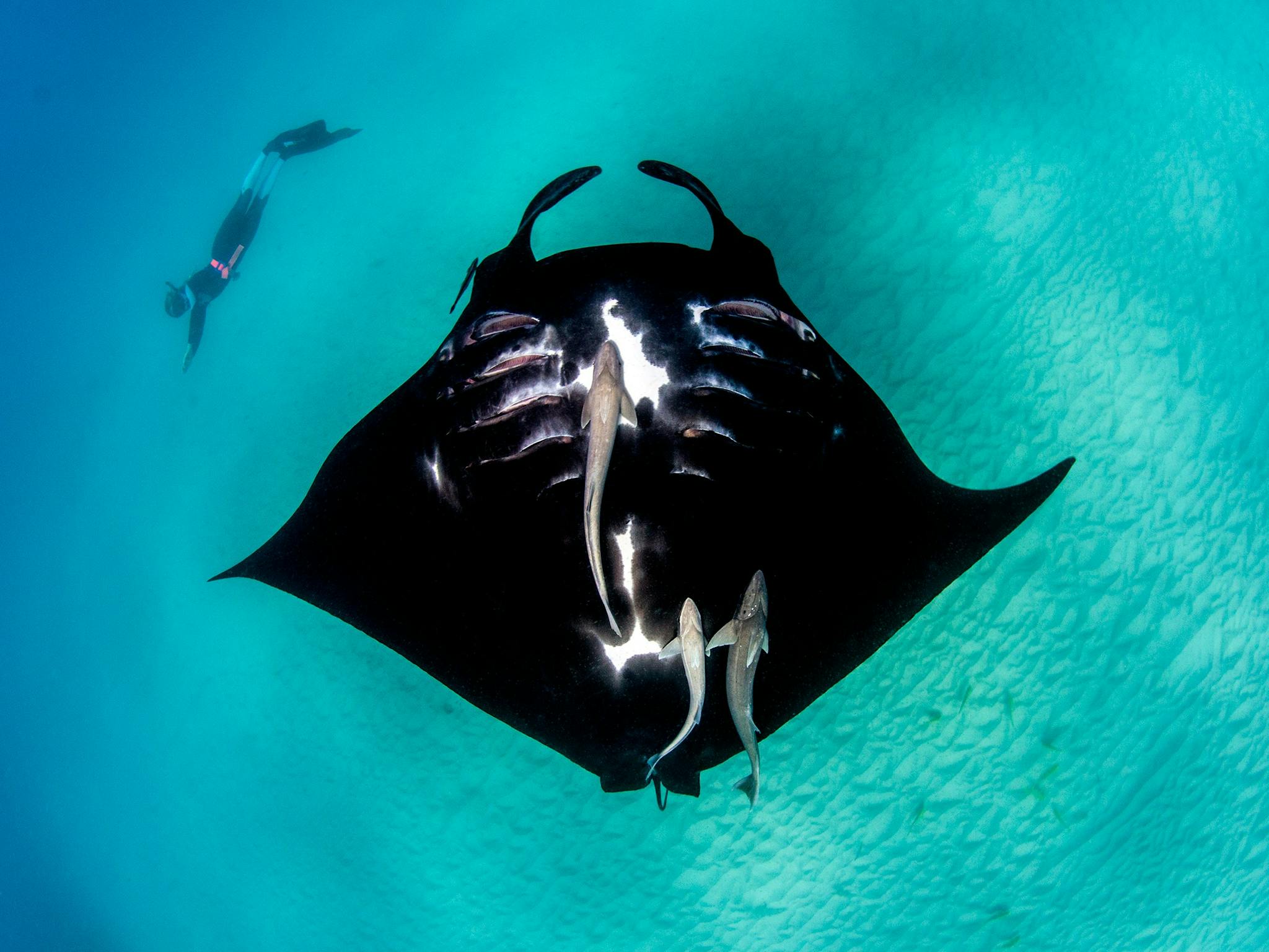 Autopia Tours - Coral Bay Manta Rays migration