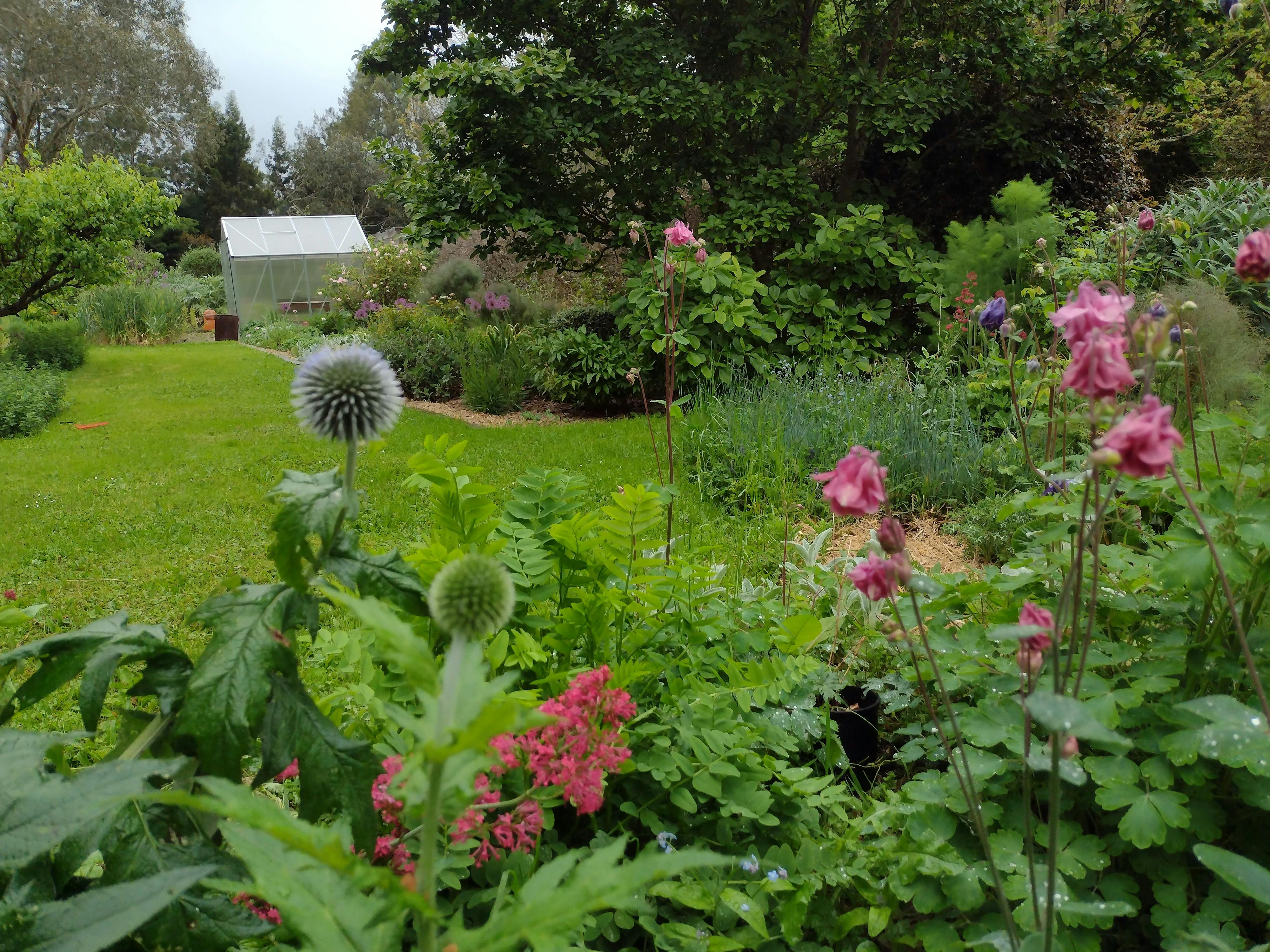 Open Gardens Victoria - The Apiary, view across lawn to greenhouse