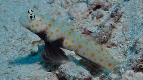 Admiralty Dive Site