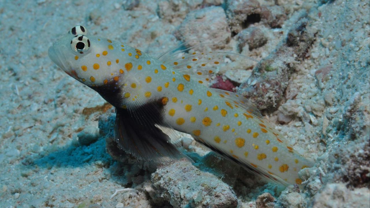 Admiralty Dive Site