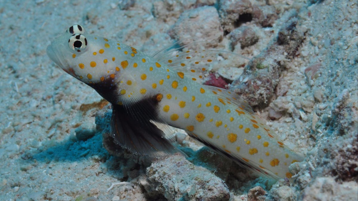 Admiralty Dive Site