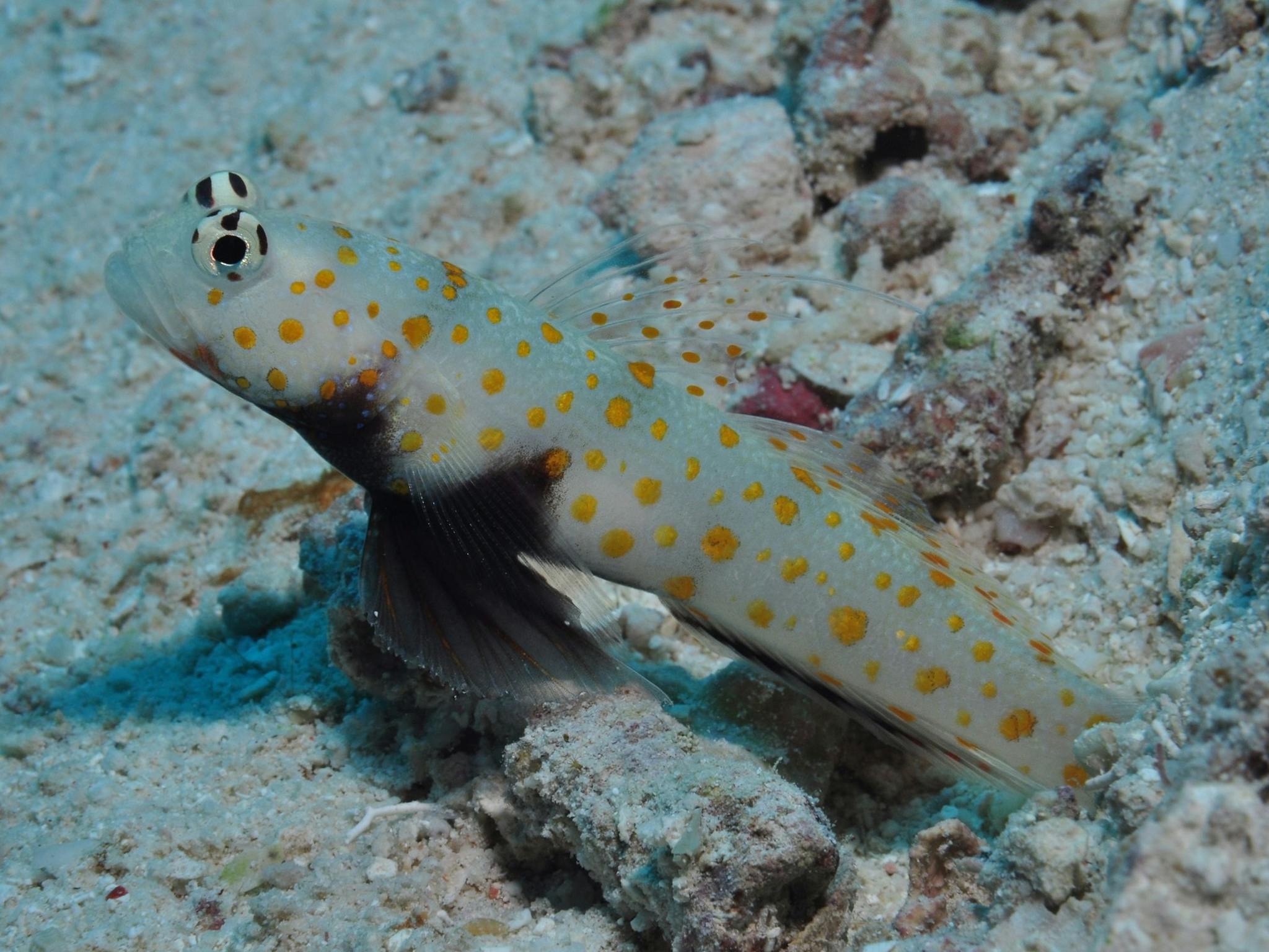 Admiralty Dive Site Admiralty Dive Site