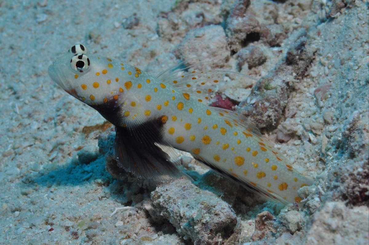 Admiralty Dive Site