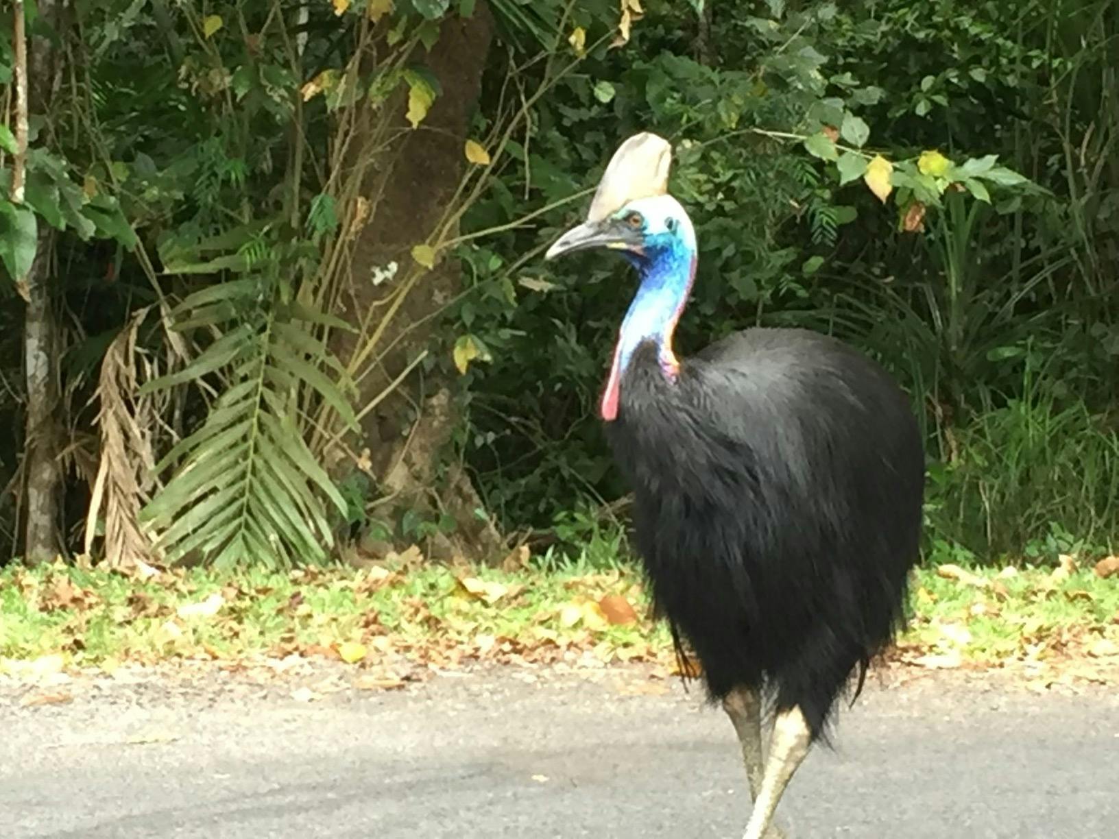 These prehistoric birds need to acknowledged and treated with the respect they demand.  Amazing !
