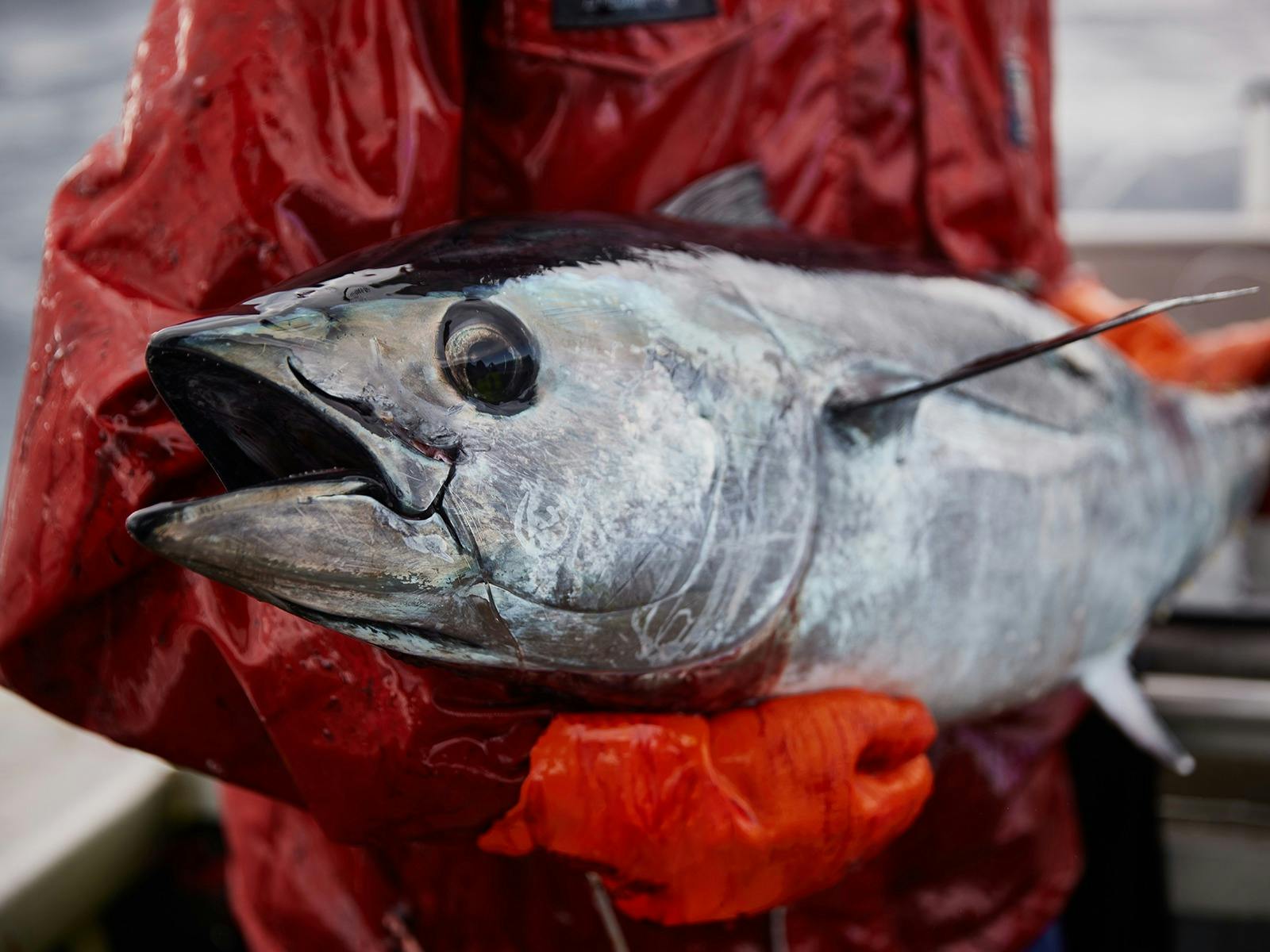 A whole southern bluefin tuna is held by a fisher, dressed in a lifejacket with red gloves