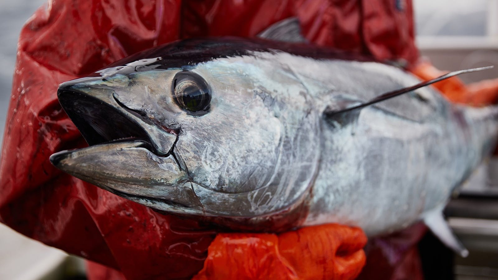 A whole Southern Bluefin Tuna caught by Mures vessel, Selkie