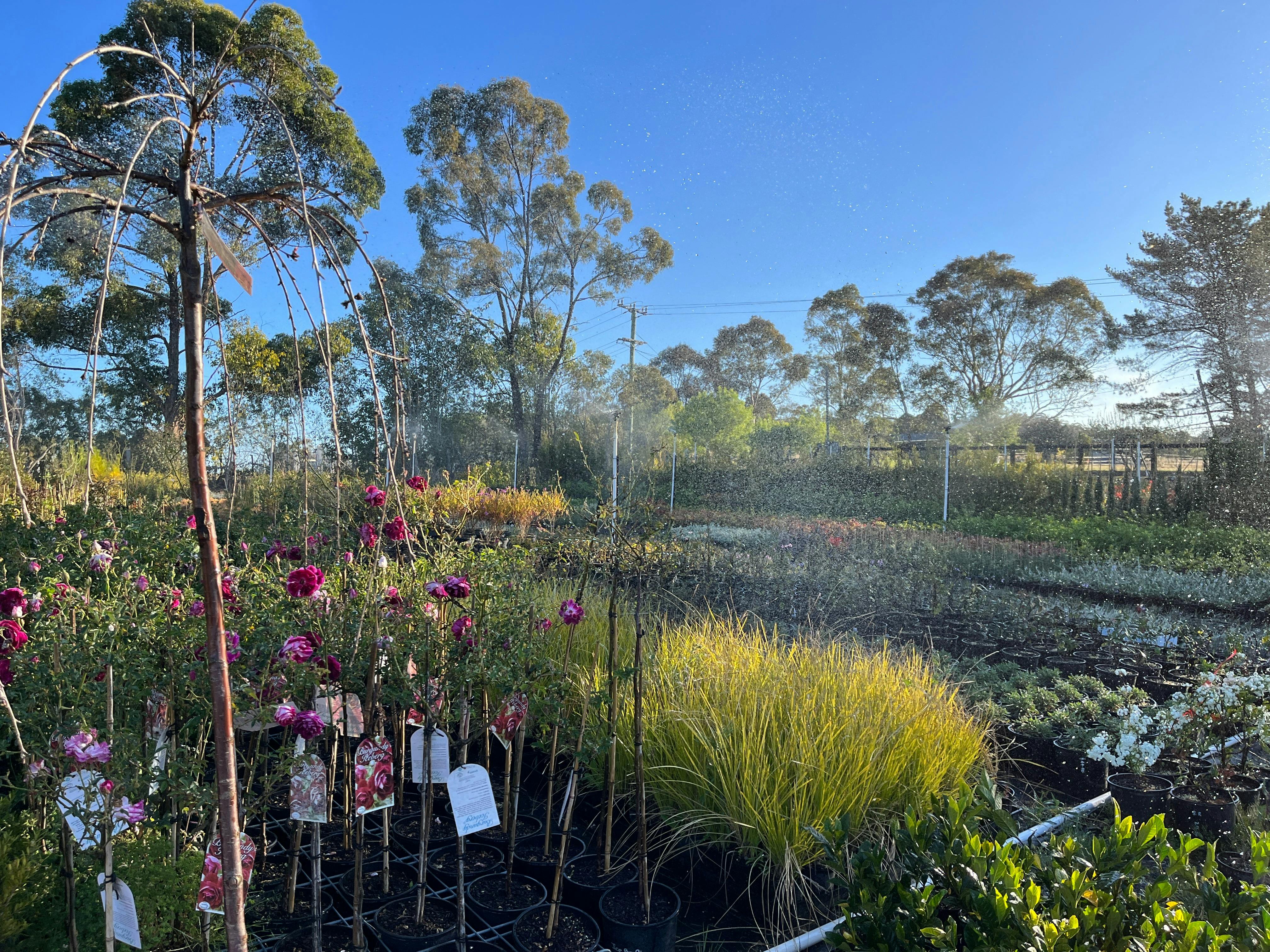 道格拉斯公园红叶批发苗圃