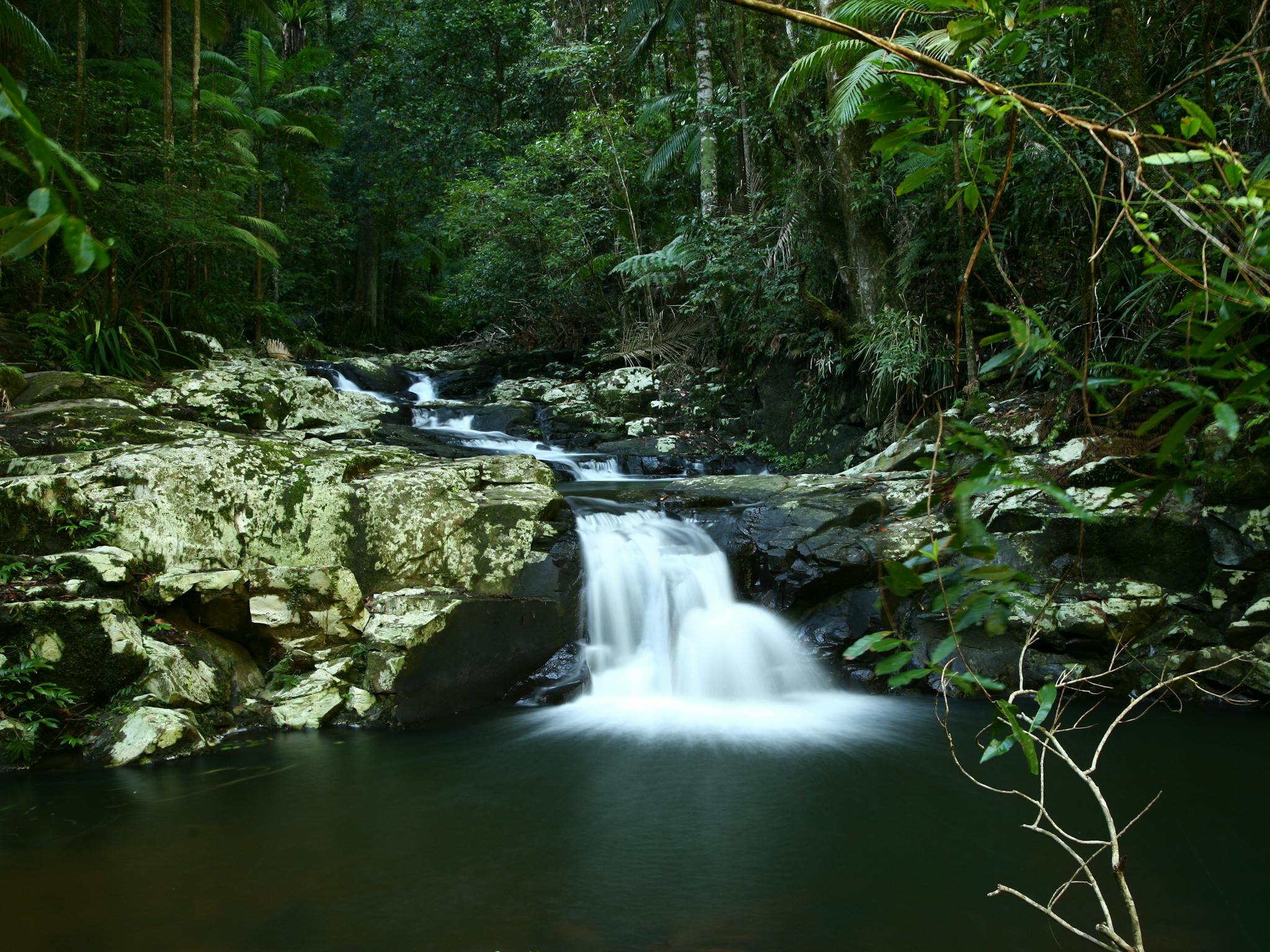 Hidden rainforest