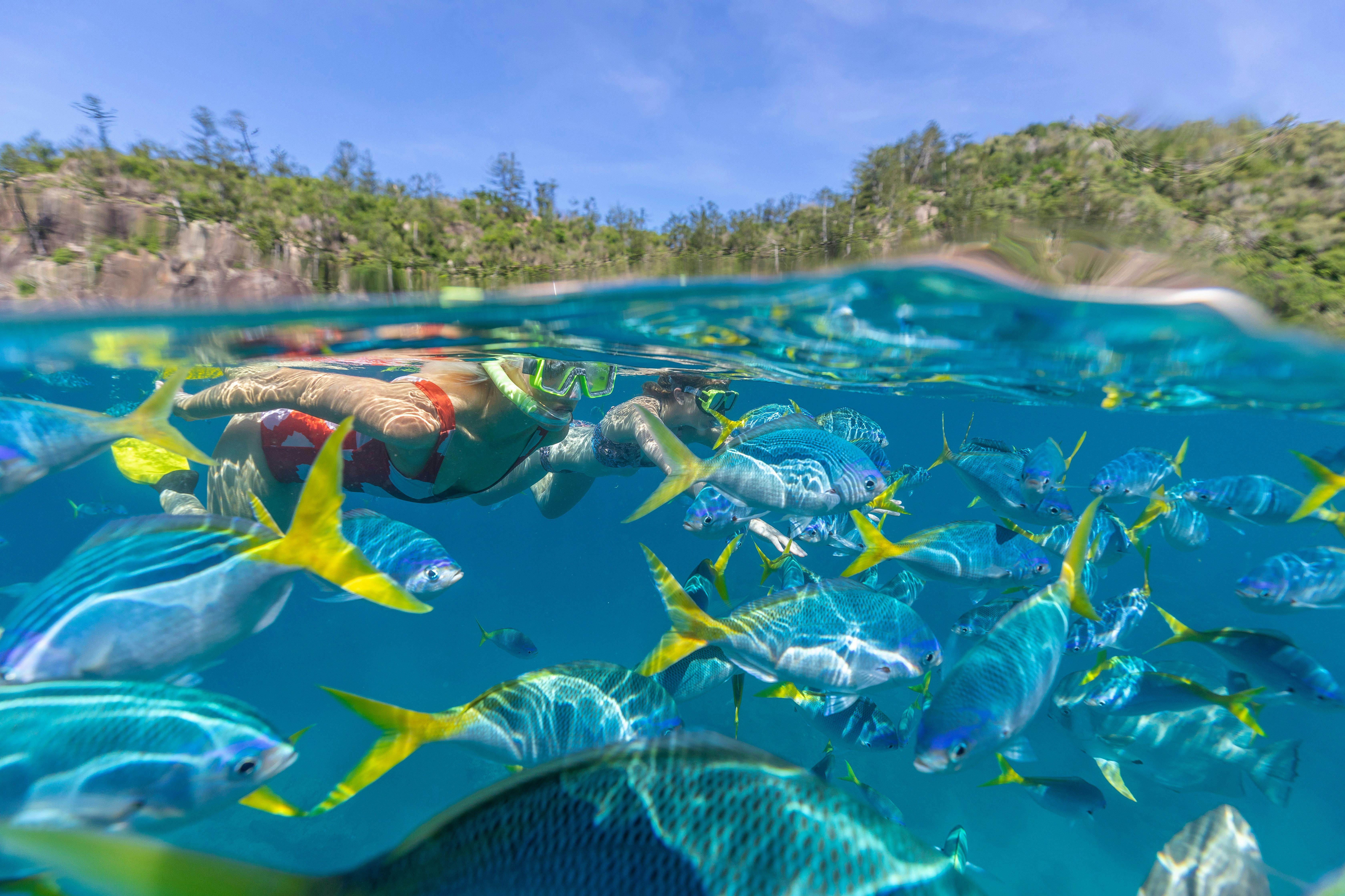 Snorkelling the Great Barrier Reef at Manta Ray Bay, Whitsundays