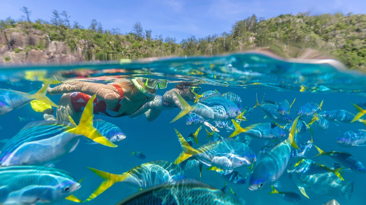 Snorkelling the Great Barrier Reef at Manta Ray Bay, Whitsundays