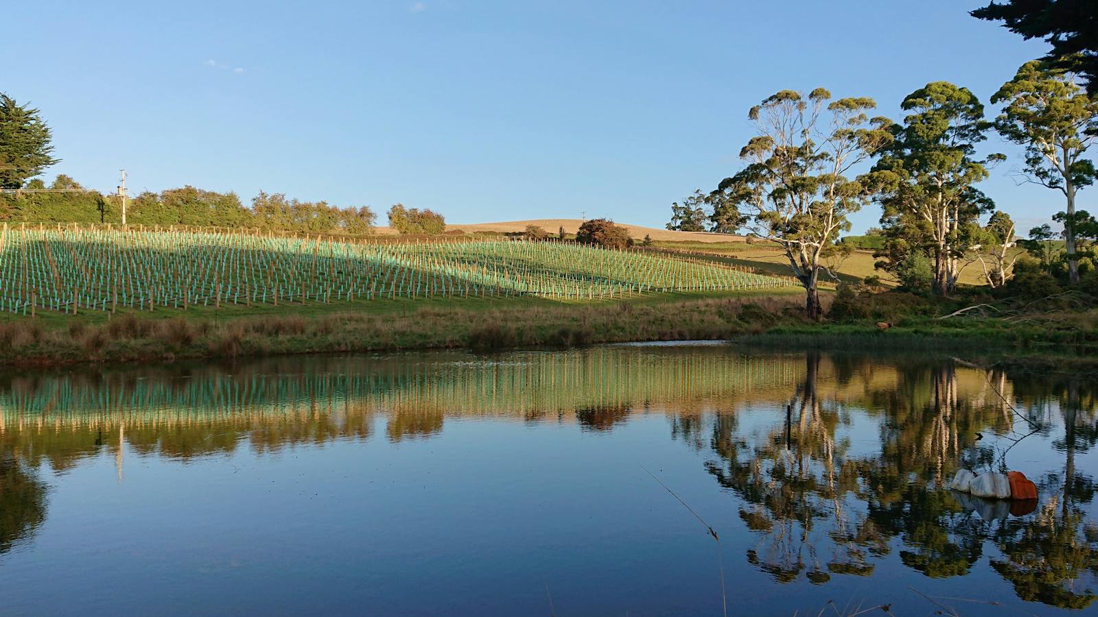 Rusty Roof Vineyard