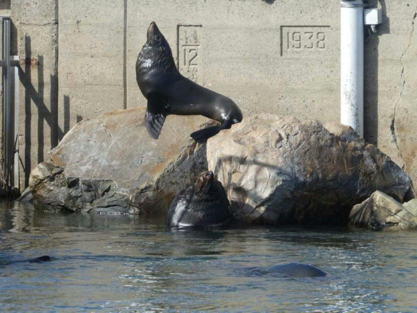 seals sitting on rocks at the Tauwitcherie barrage