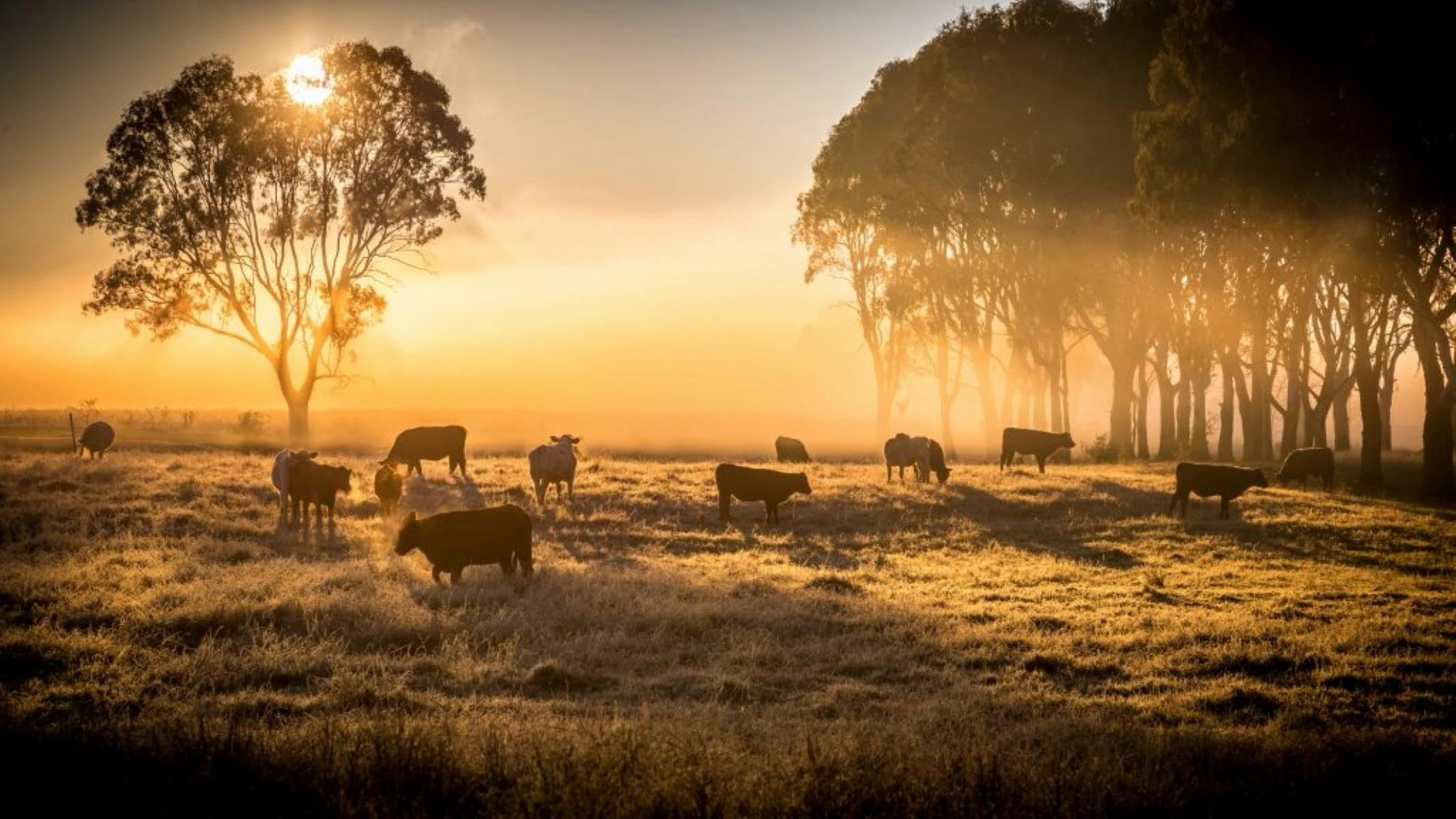 Cows-Sunrise and the Hinterland