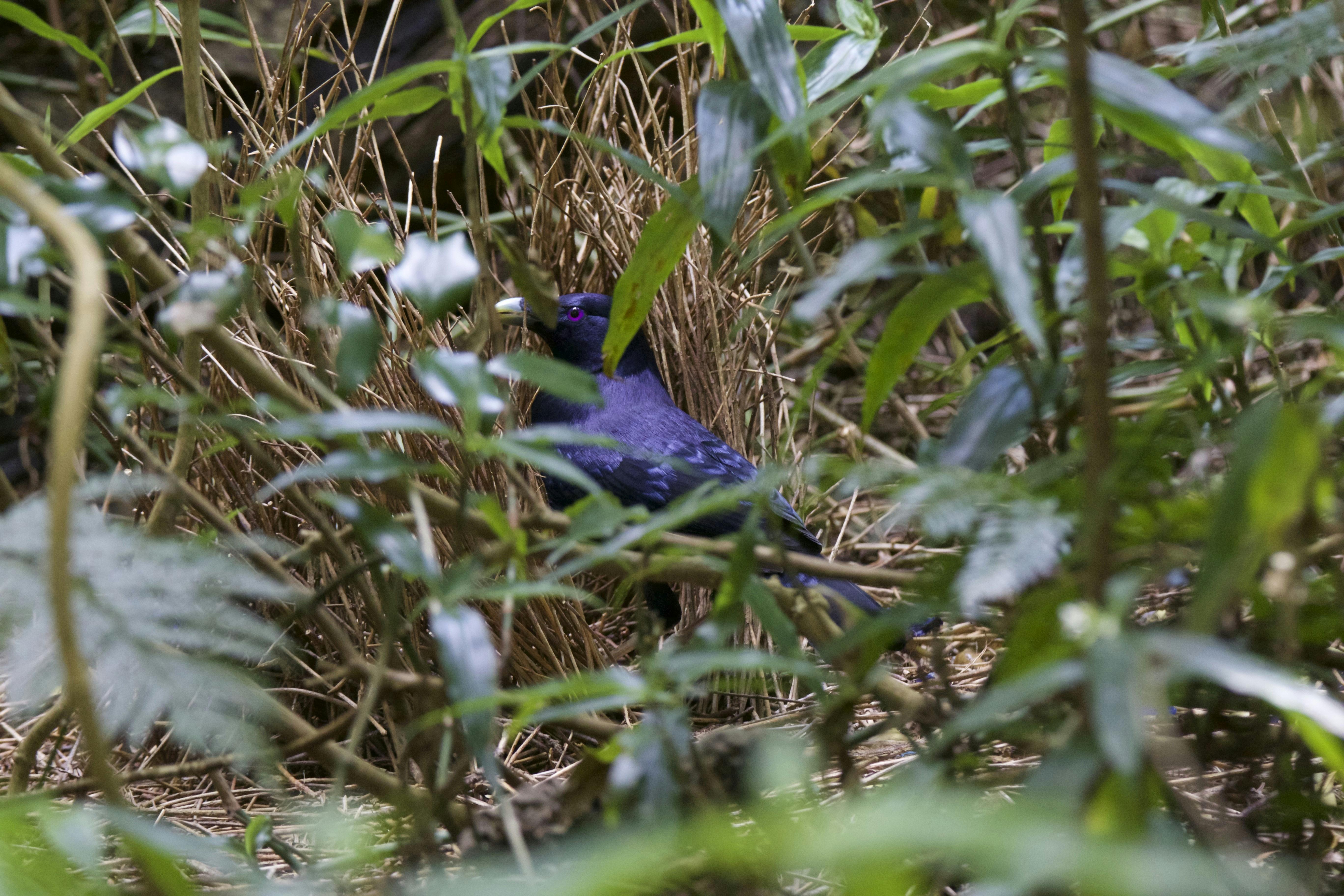 Satin Bowerbird at Bower