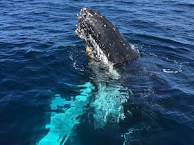 Yamba Whale Watch