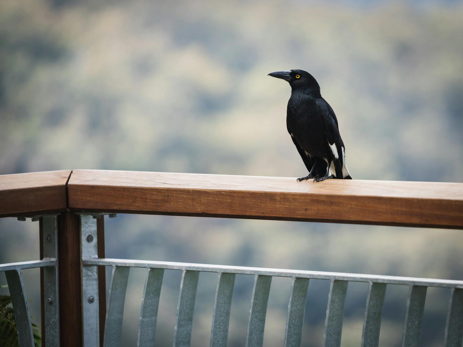 Birdlife - Currawong - Cobark Lookout