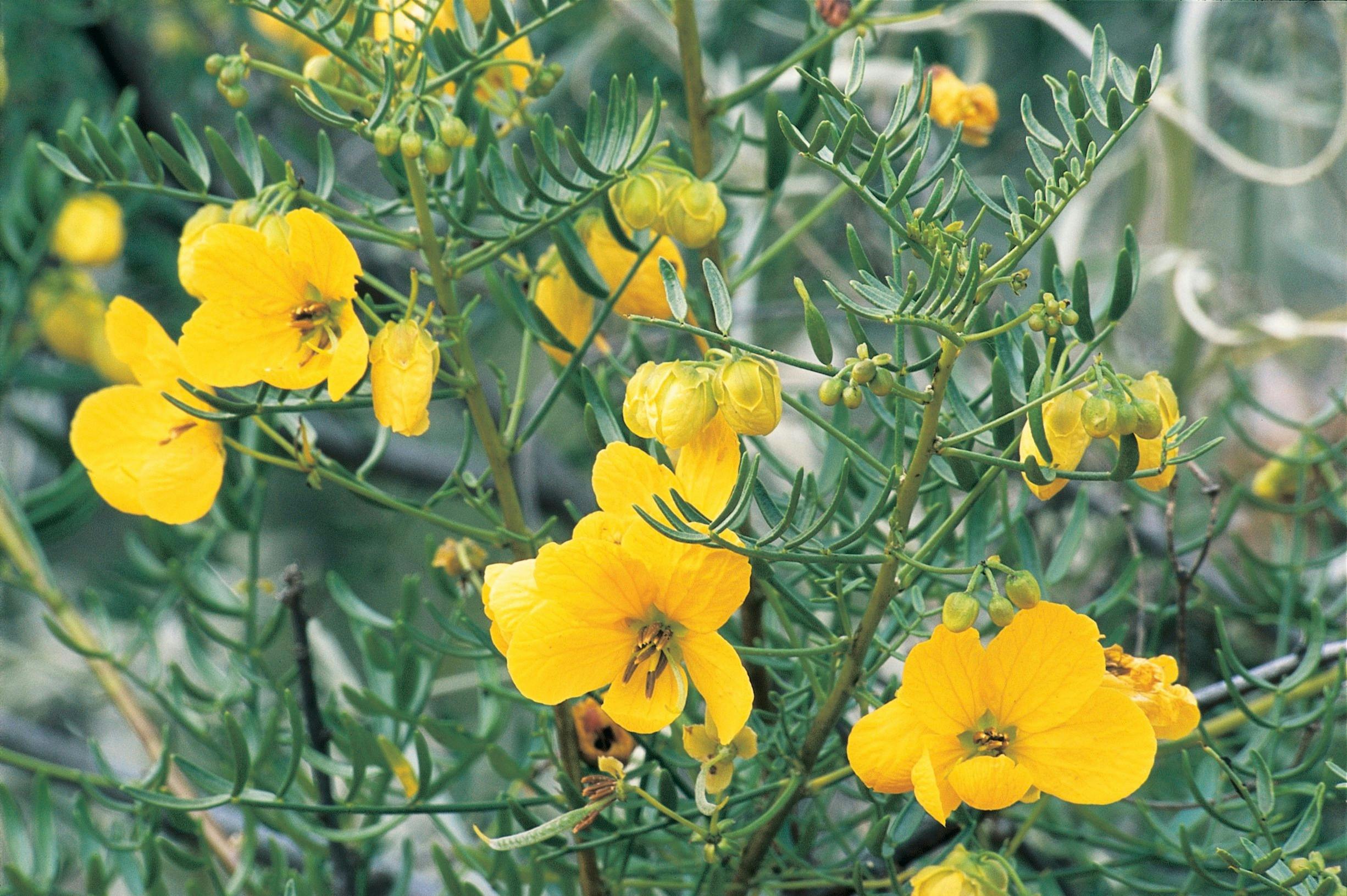 Northern Explorer Wildflower Trail, Denham, Western Australia