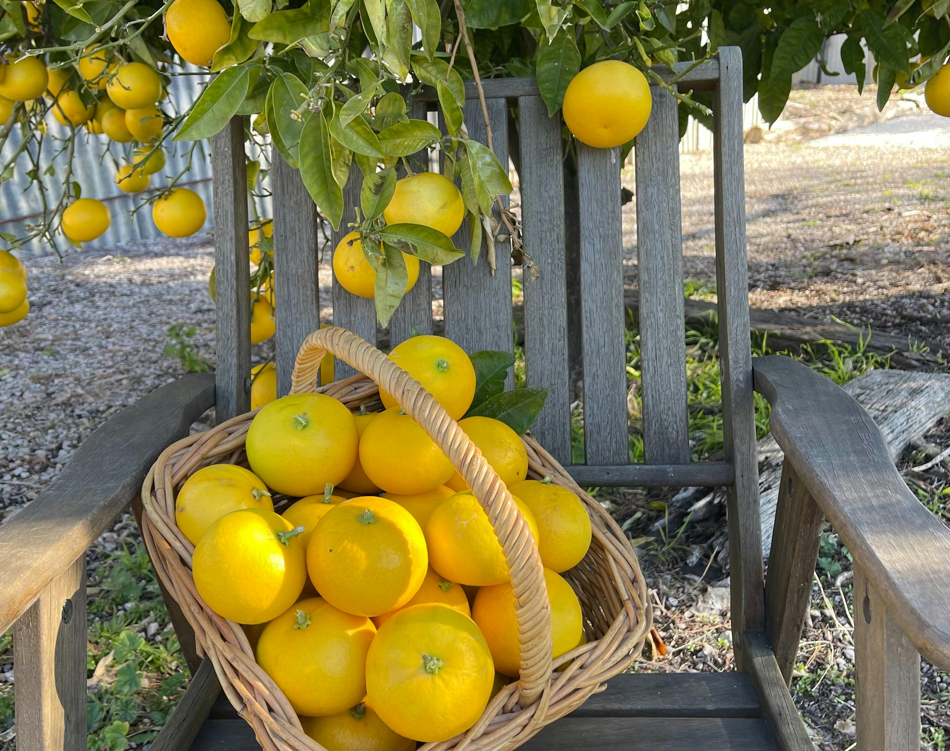 time to collect, ready to make marmalade
