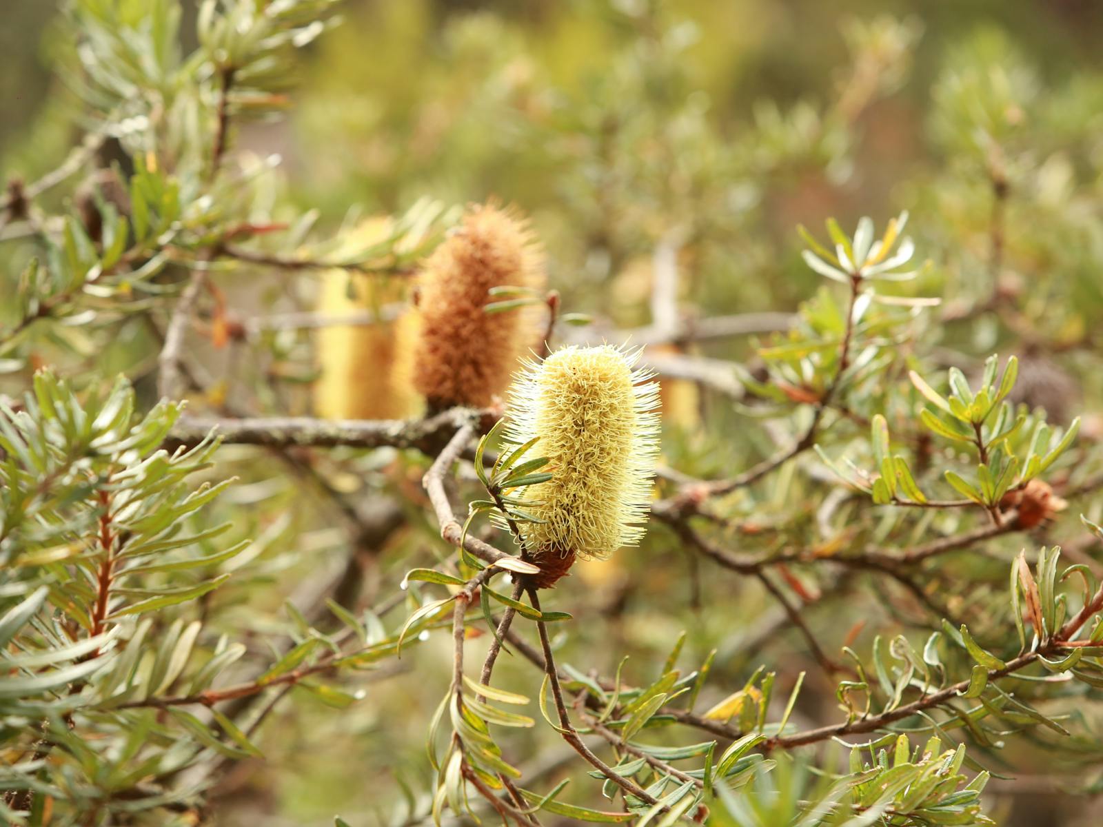 Tasmania Banksia