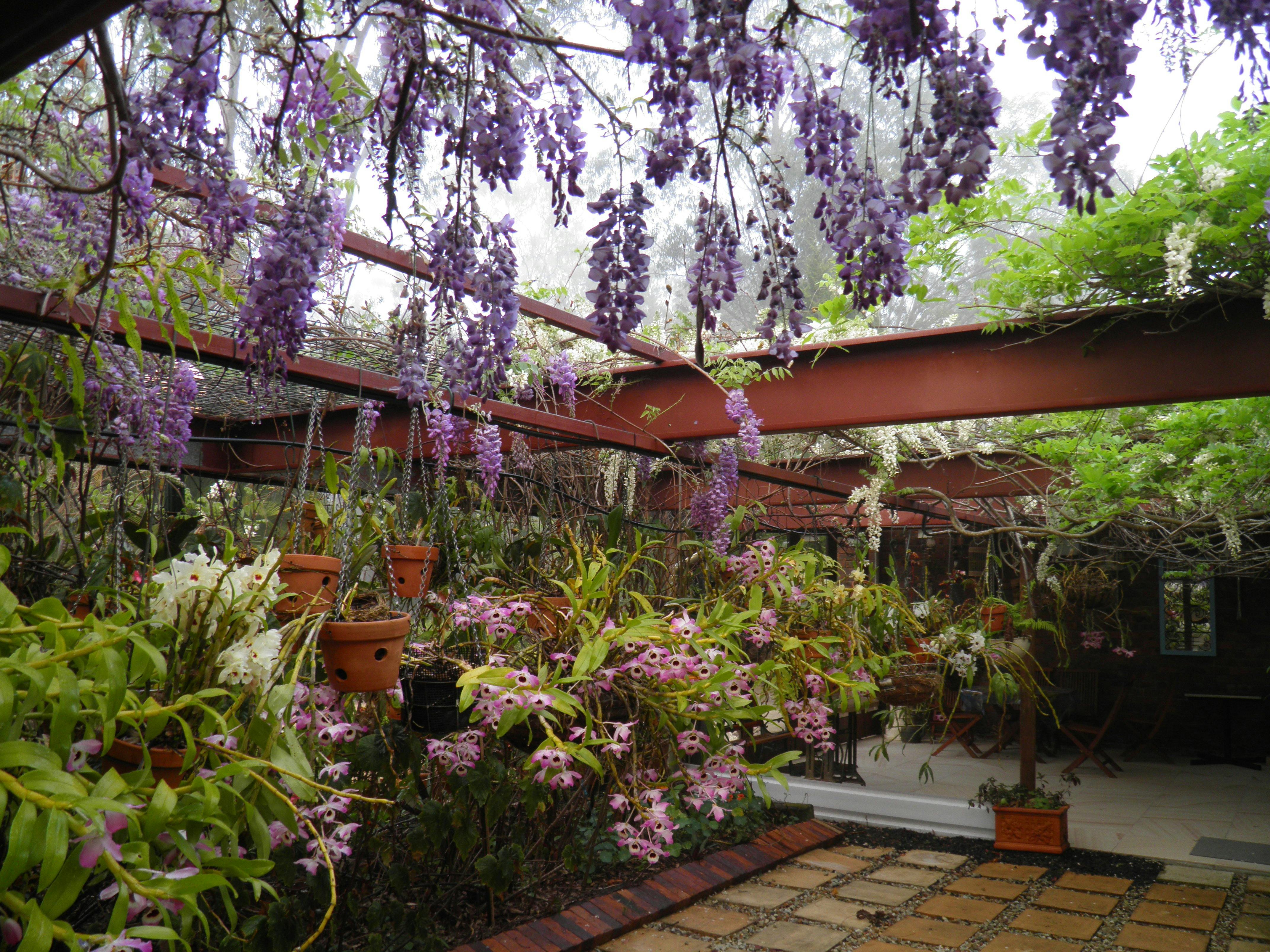 Wisteria/Orchid Courtyard