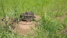 Post from the Chinese Temple in a concrete foundation.