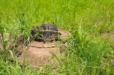 Brocks Creek Chinatown and Temple Site