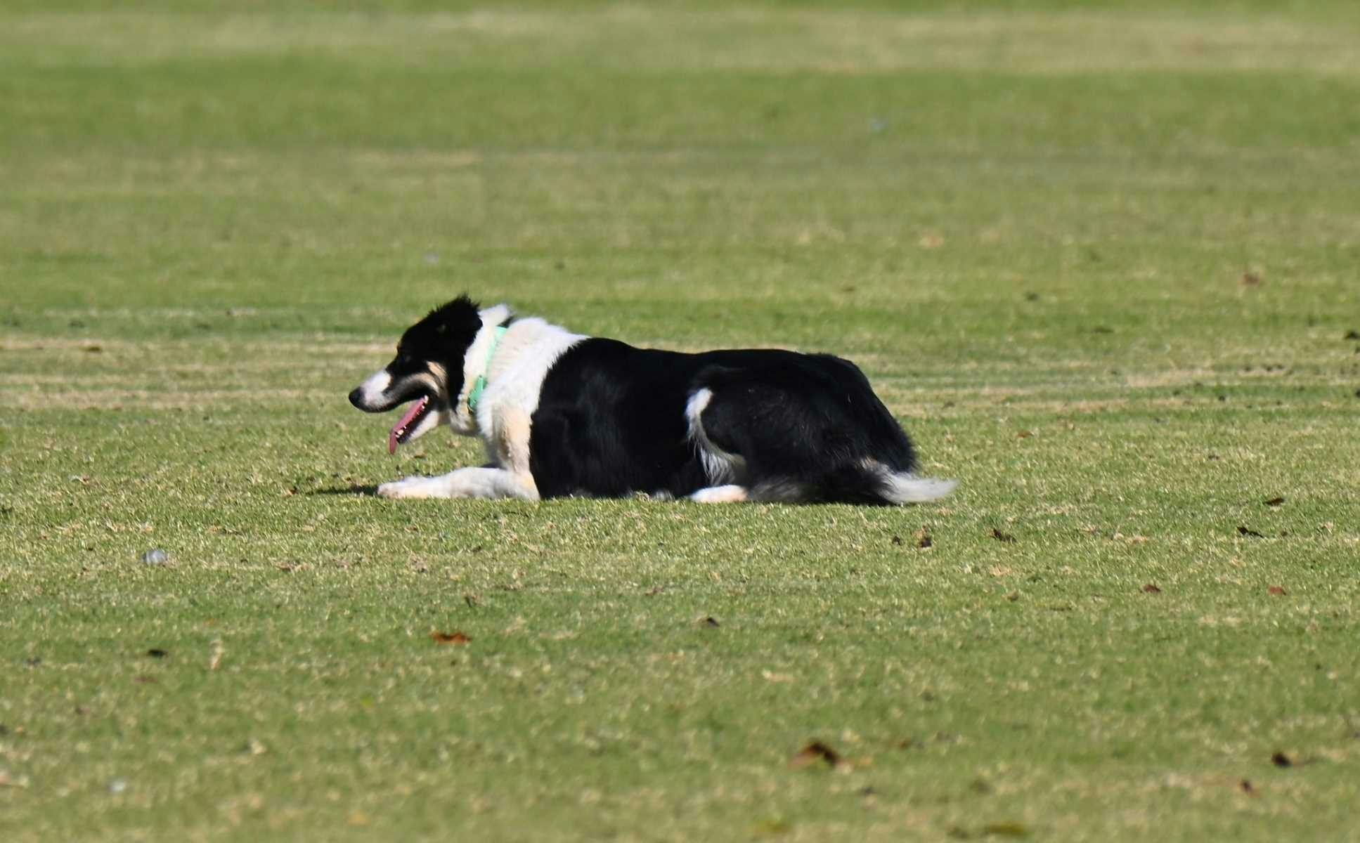 Barmera Sheep Dog Trial