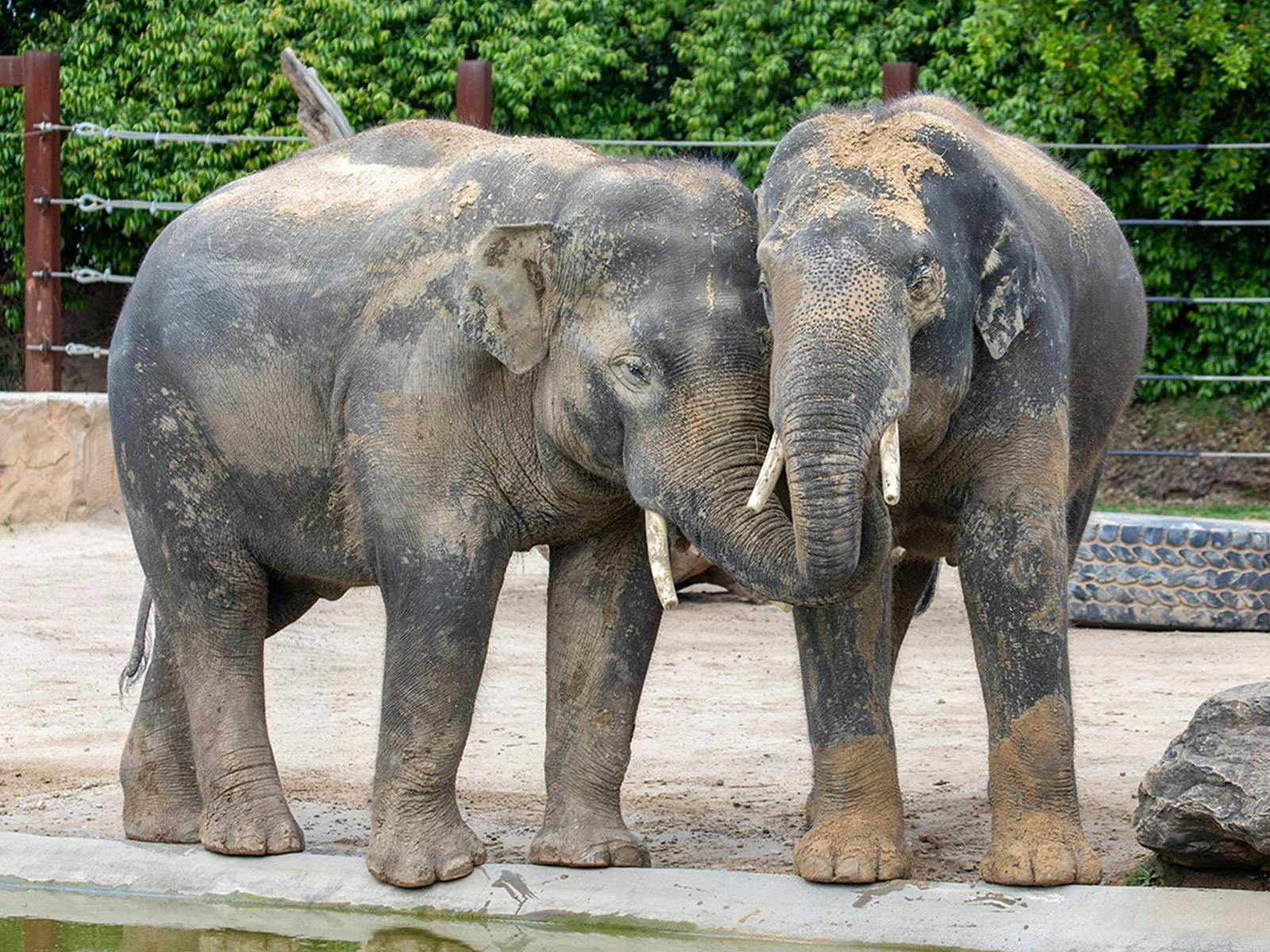 Elephant