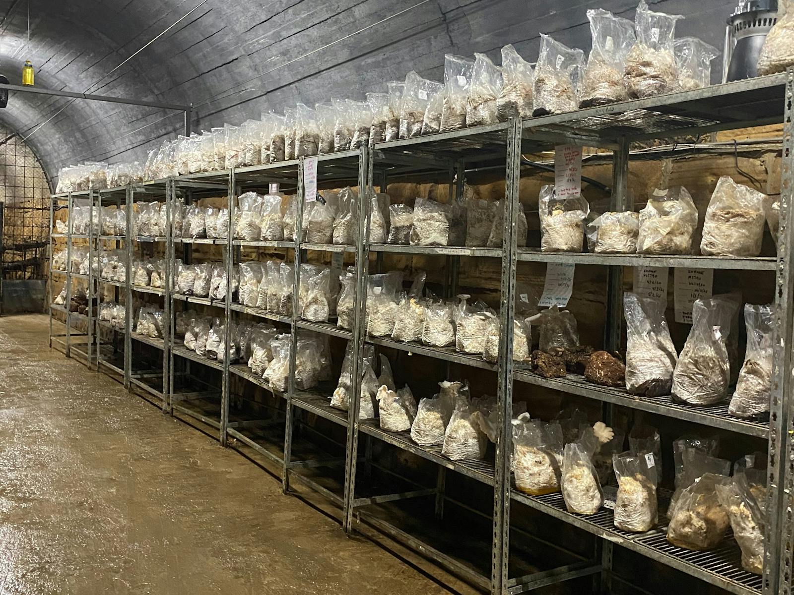 Mushroom racks in the tunnel