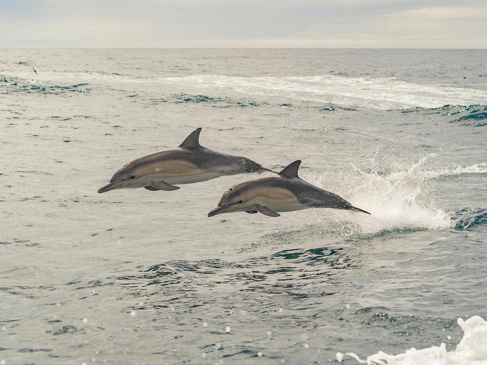 Dolphins at play, captured during the Bay of Fires Photography Workshop