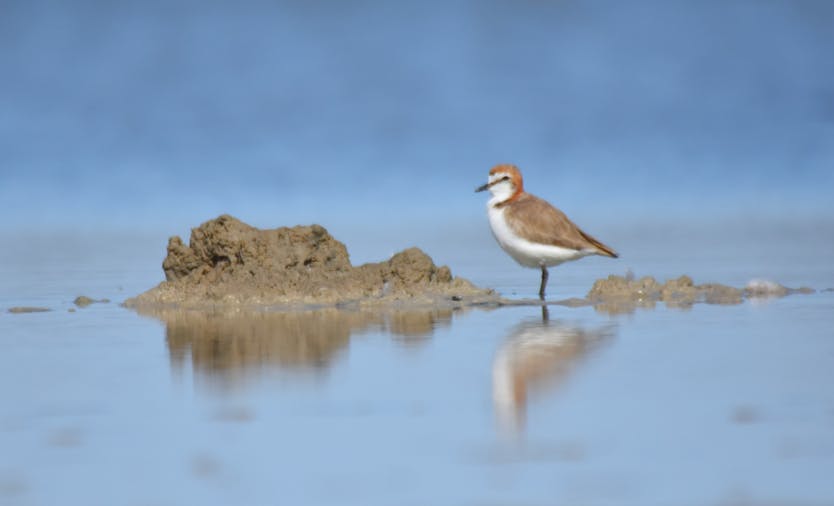 Guided Birdwatching Tour